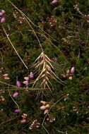 Image de Festuca vivipara (L.) Sm.