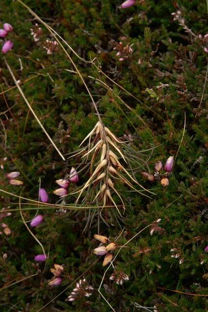 Image de Festuca vivipara (L.) Sm.