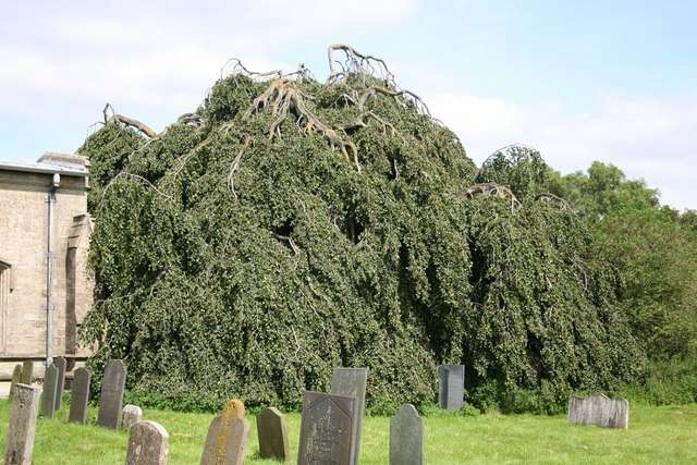 Image of Fagus sylvatica f. pendula