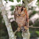 Image of Bay Owl