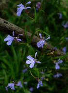 Image of Lobelia anceps L. fil.