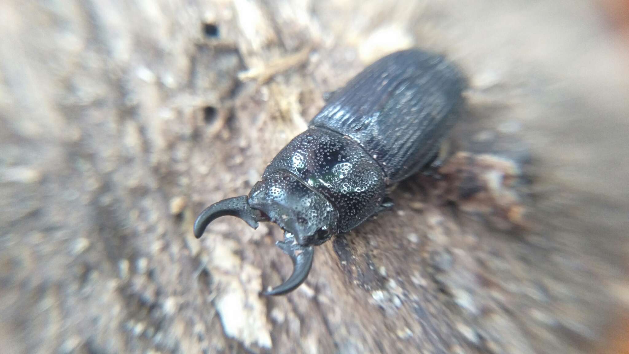 Imagem de Aegus chelifer nitidus Boileau 1899