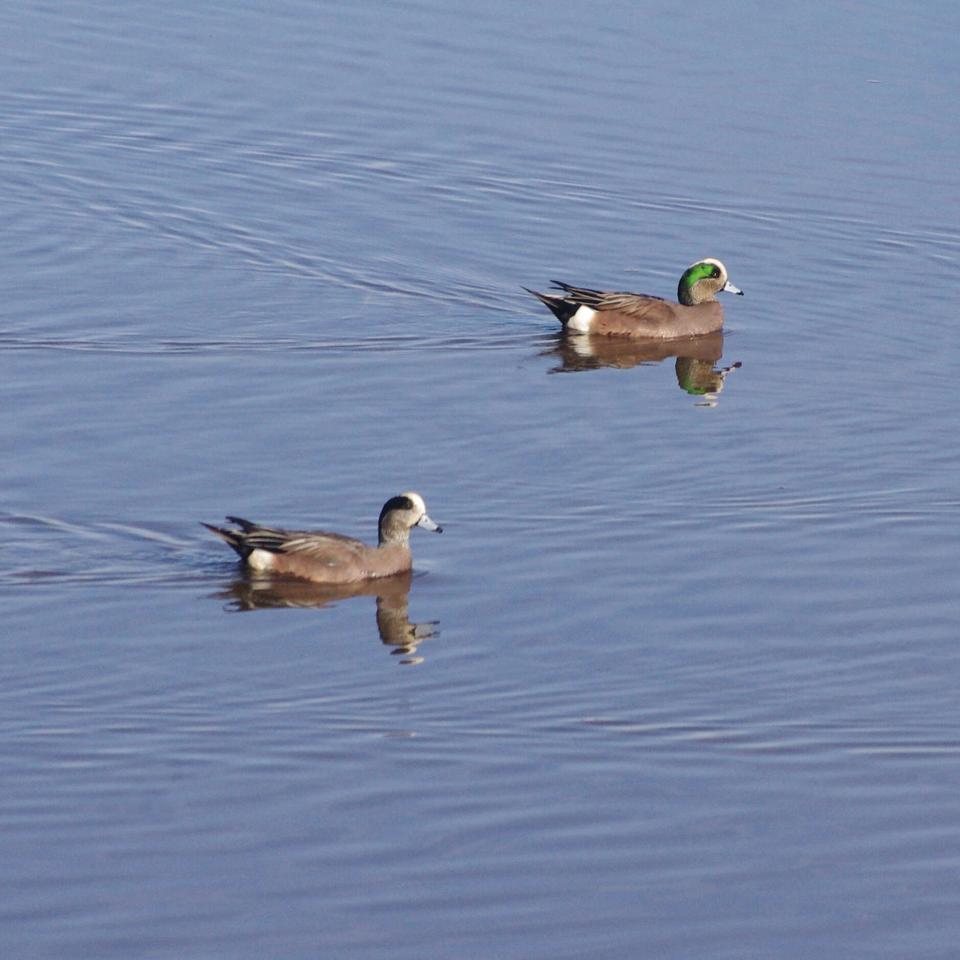 Image of American Wigeon