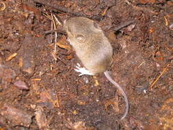 Image of wood mouse, long-tailed field mouse