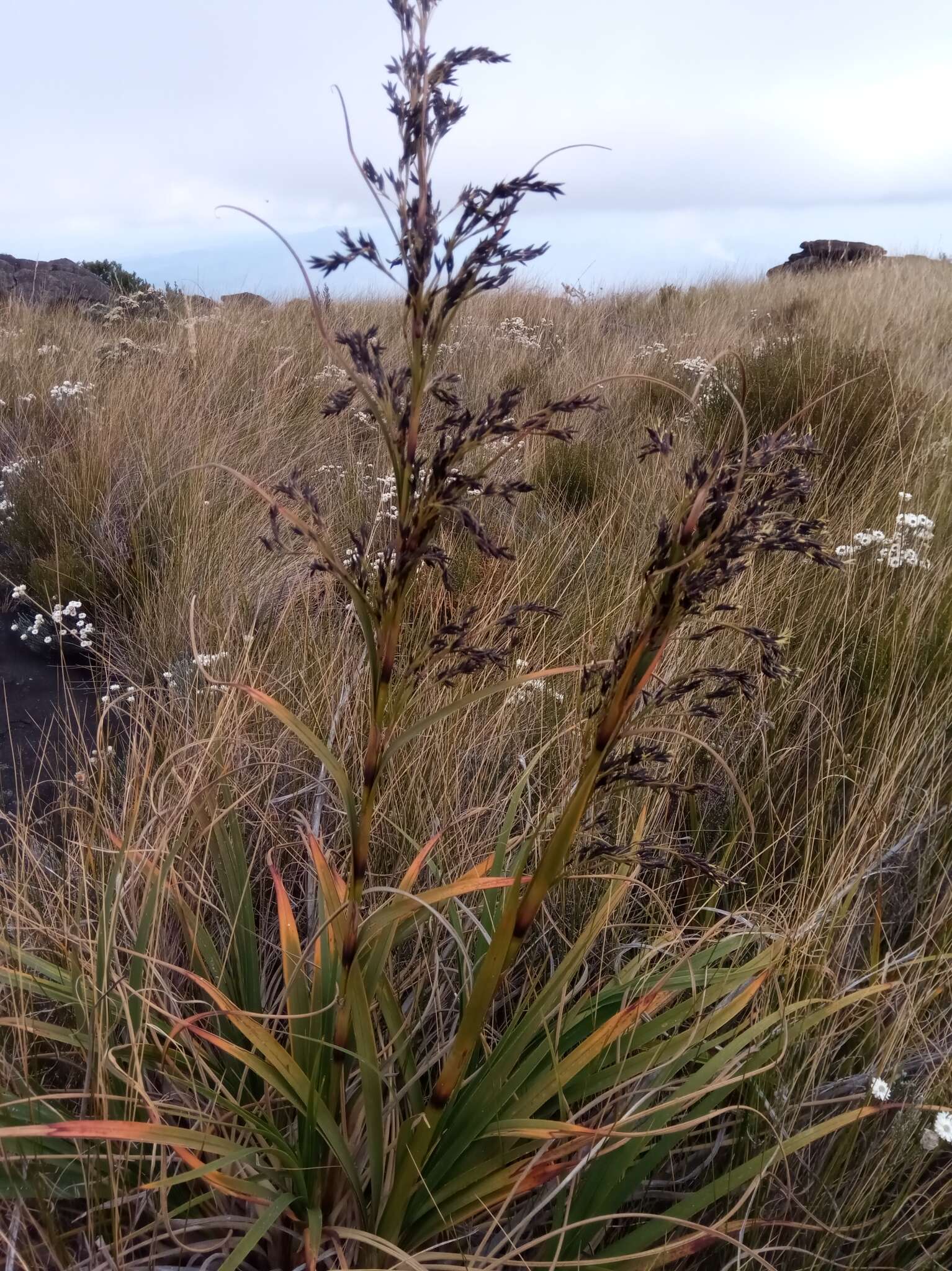 Image of Costularia robusta (Cherm.) Larridon