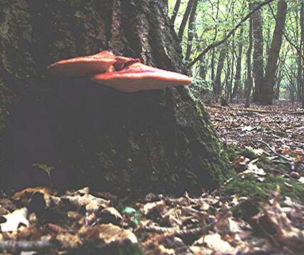 Image of Fistulinaceae