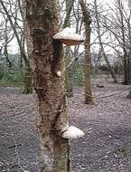 Image of birch polypore