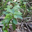 Image of Ardisia escallonioides Schiede & Deppe ex Schltdl. & Cham.