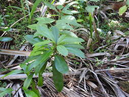 Слика од Ardisia escallonioides Schiede & Deppe ex Schltdl. & Cham.