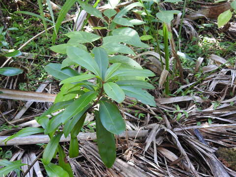 Слика од Ardisia escallonioides Schiede & Deppe ex Schltdl. & Cham.