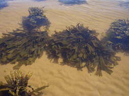 Image of toothed wrack