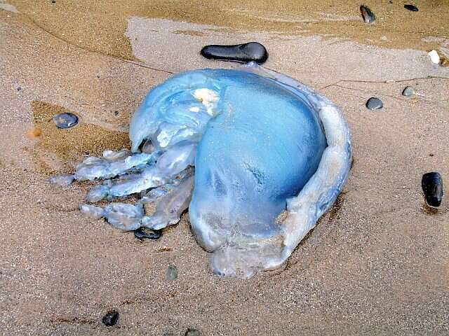 Image of Blue Jellyfish