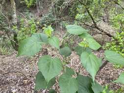 Image of big yellow velvetleaf