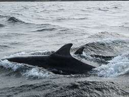 Imagem de Tursiops Gervais 1855