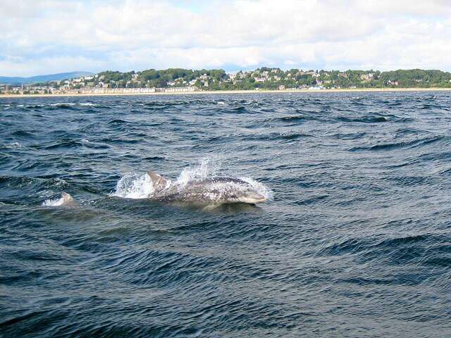 Imagem de Tursiops Gervais 1855