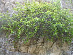 Image of Bursera rupicola León de la Luz