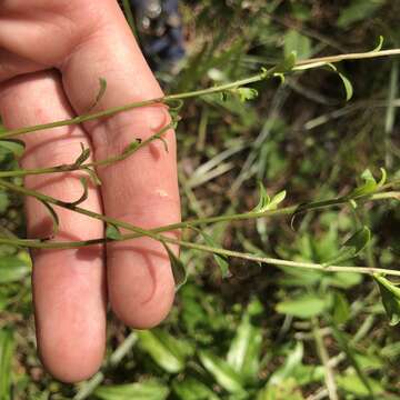 Image de Solidago tarda Mackenzie ex Small