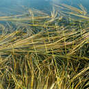 Image of false semaphoregrass