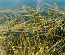 Image of false semaphoregrass