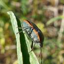 Image of Chlorochroa (Chlorochroa) rossiana Buxton & Thomas 1983