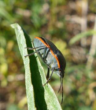 Image of Chlorochroa (Chlorochroa) rossiana Buxton & Thomas 1983