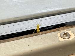 Image of Phytocoris laevis (Uhler 1895)