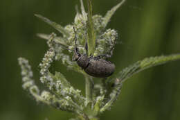 Image of lovage weevil