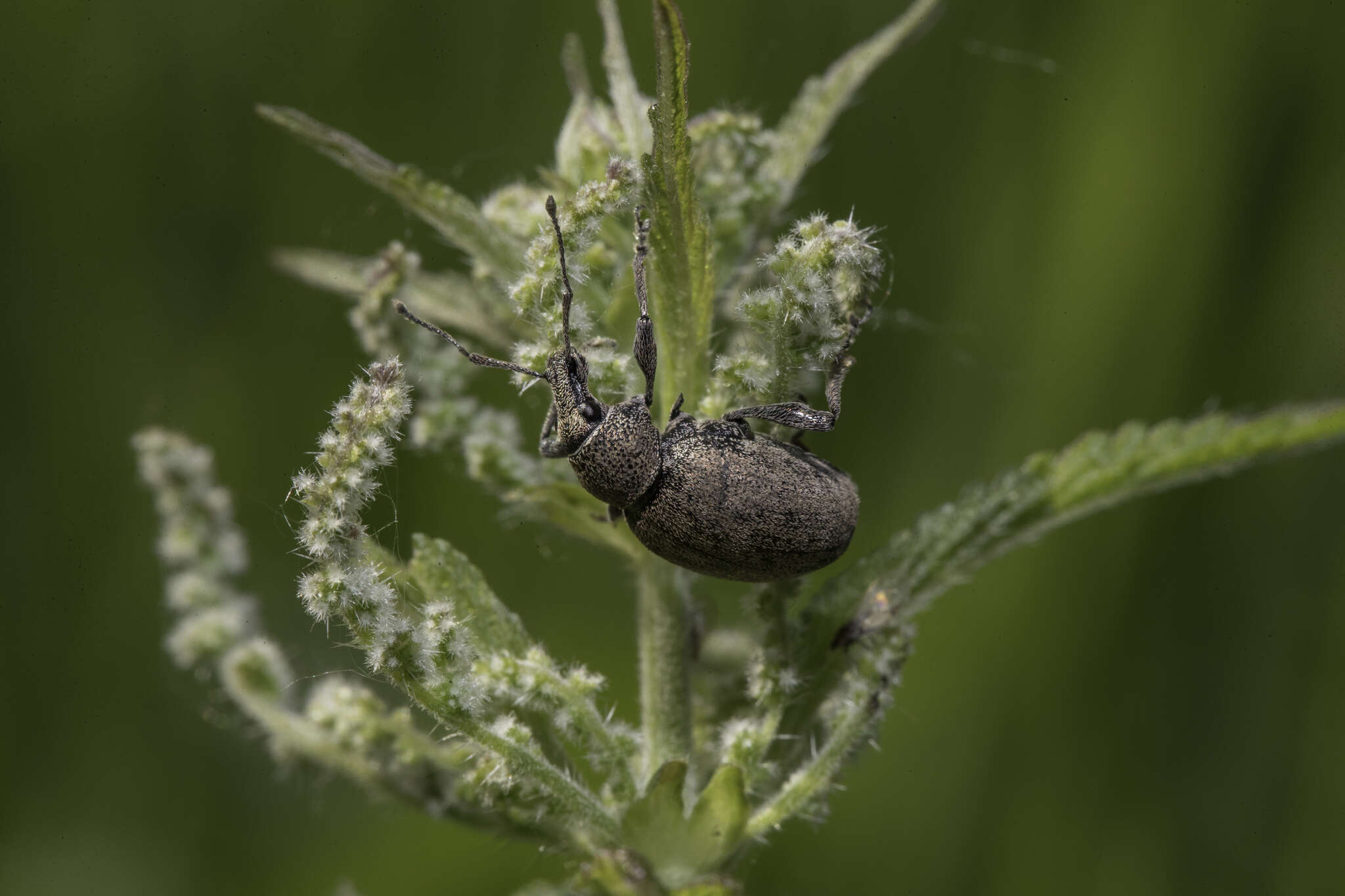 Image of lovage weevil