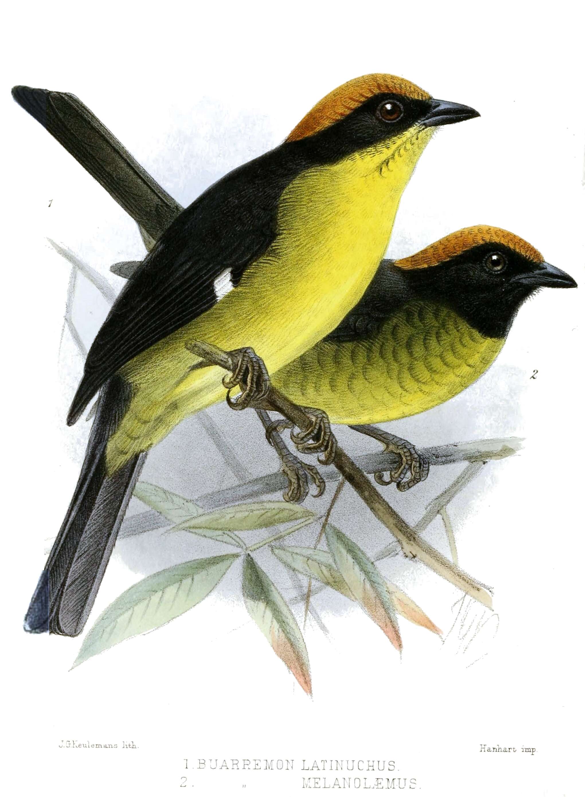 Image of Black-faced Brush-Finch