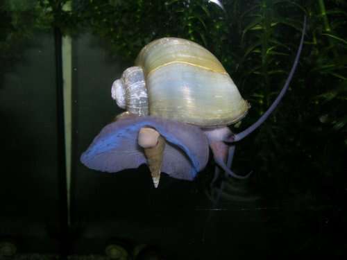 Image of Common Apple Snail