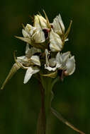 Image of Eulophia eustachya (Rchb. fil.) Geerinck