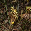 Imagem de Grevillea cirsiifolia Meissn.