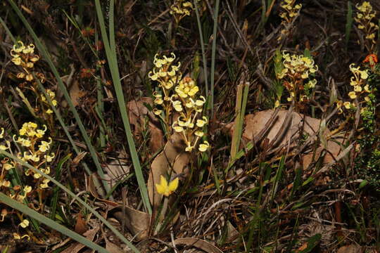 Image of Grevillea cirsiifolia Meissn.