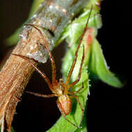 Image of long-jawed orb weavers