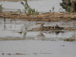 Image of Temminck's Stint