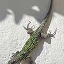 Image of Geniez's wall lizard