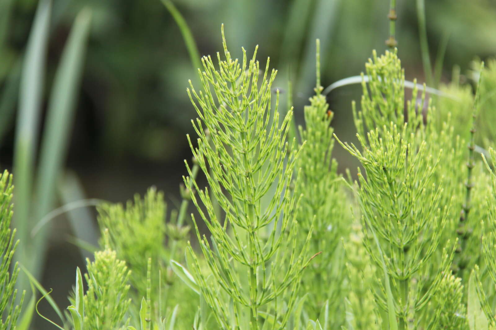 Image of field horsetail