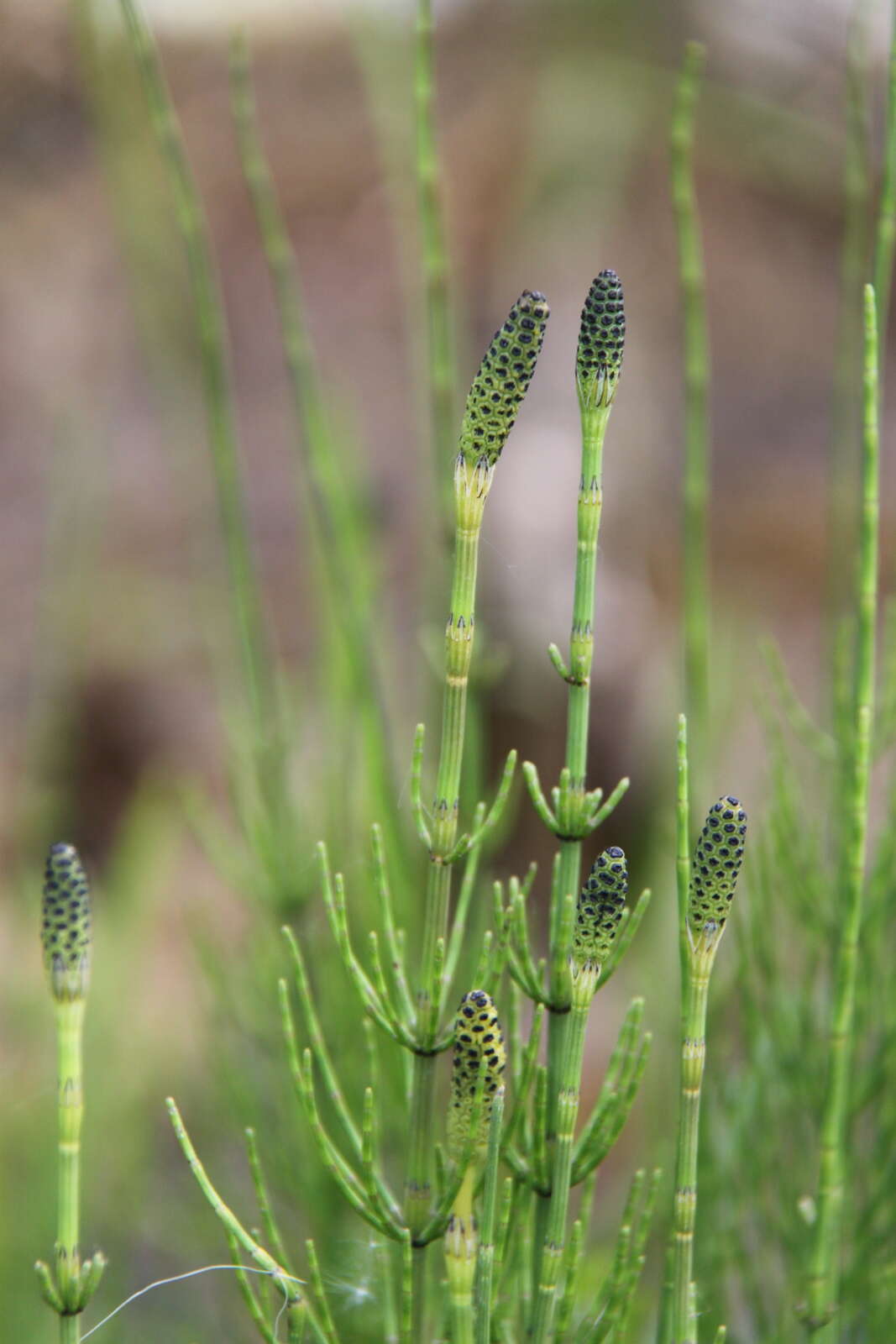 Image of Marsh Horsetail