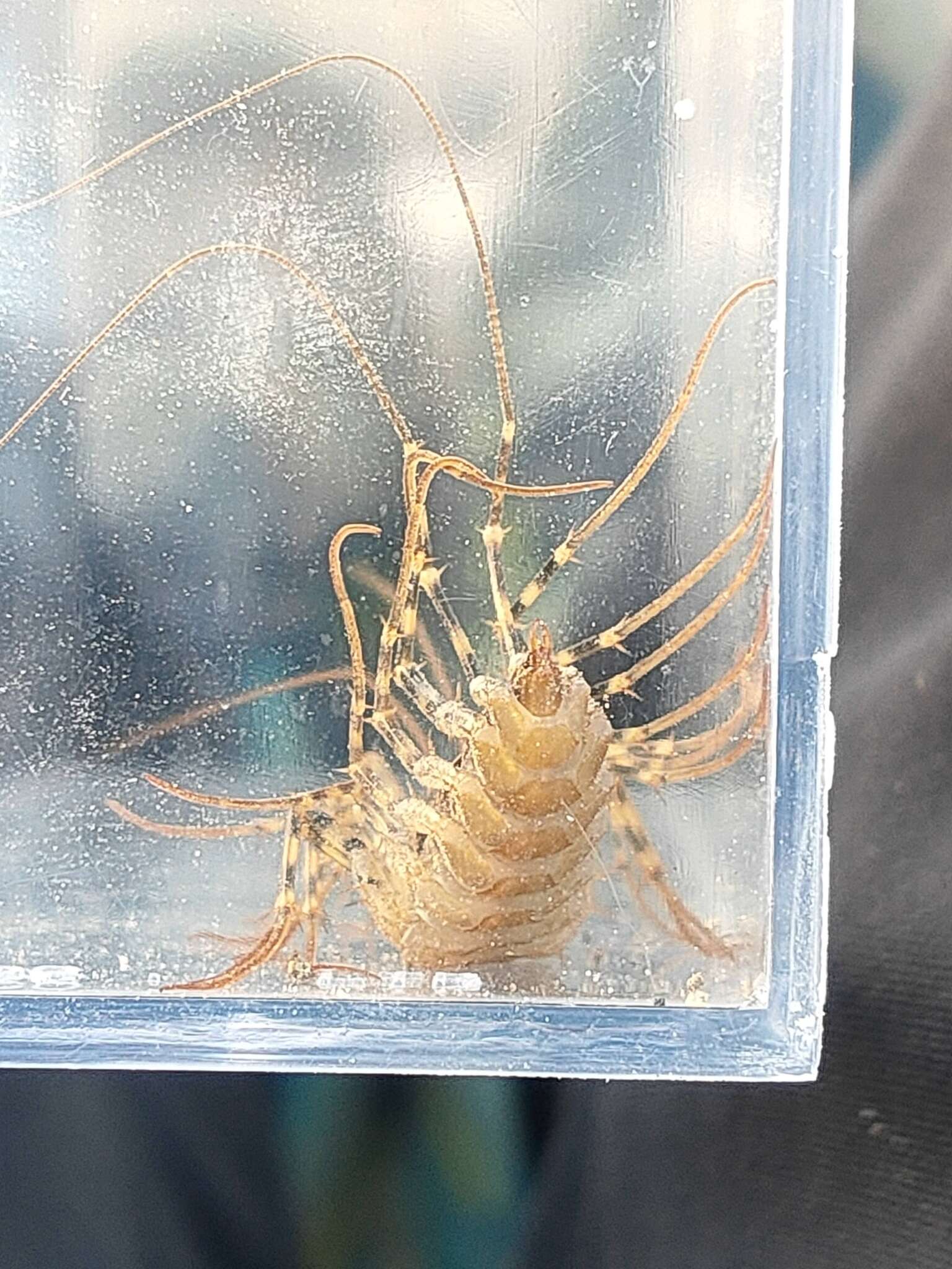 Image of Japanese House Centipede