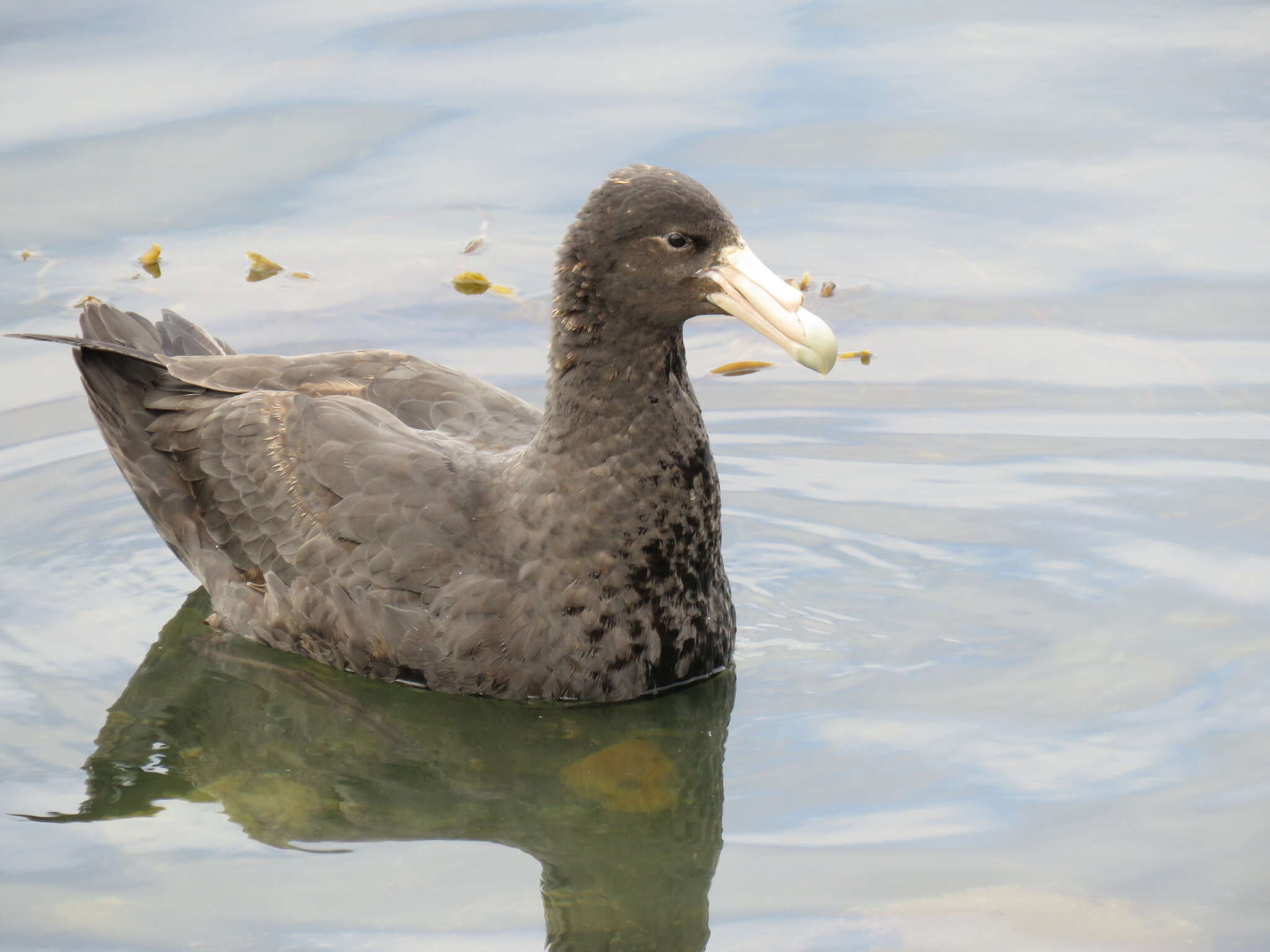 Image of Antarctic Giant-Petrel