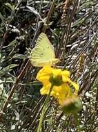 Image of Harford's Sulphur