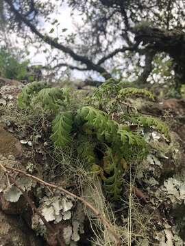 Image of Asplenium theciferum (Kunth) Mett.