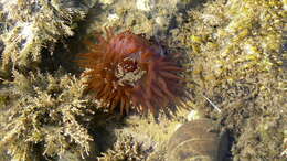 Image of Beadlet anemone
