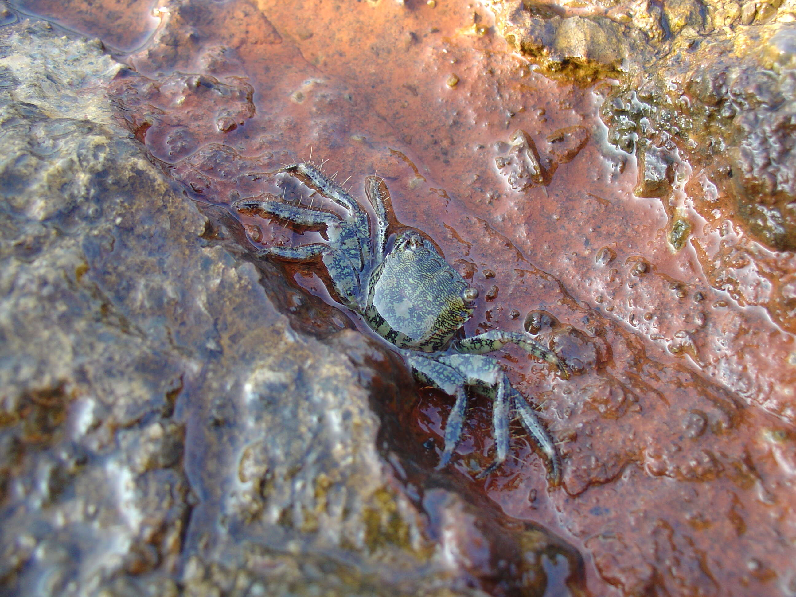 Image of marbled rock crab