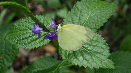 Image of <i>Eurema blanda arsakia</i>