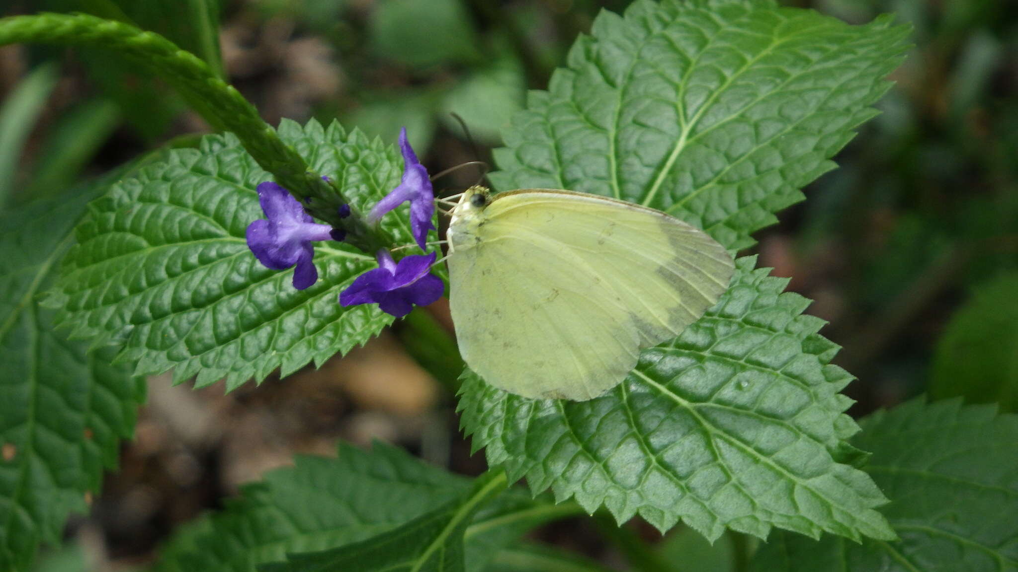 Image of <i>Eurema blanda arsakia</i>