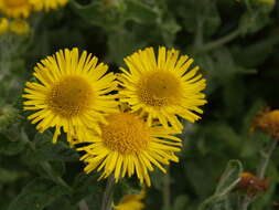 Image of common fleabane