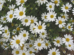 Image of corn chamomile