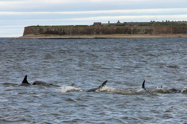 Imagem de Tursiops Gervais 1855