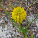 Image of Yellow batchelor's button